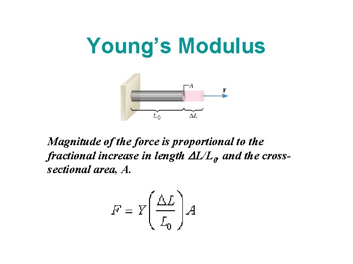 Young’s Modulus Magnitude of the force is proportional to the fractional increase in length