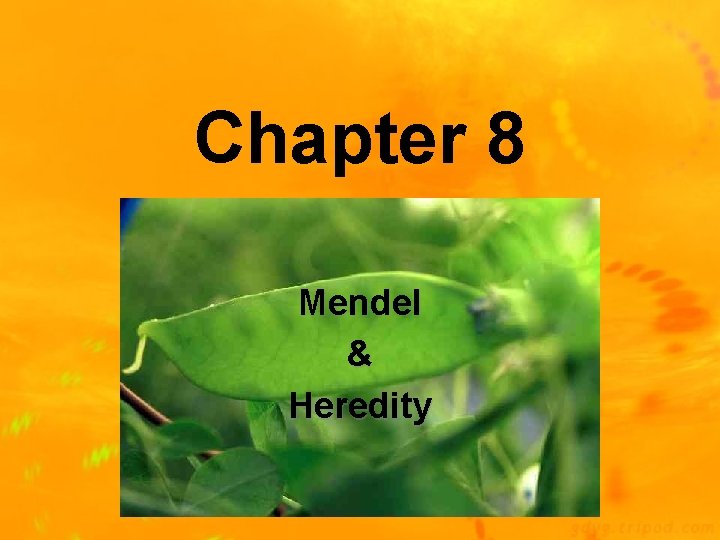 Chapter 8 Mendel & Heredity 