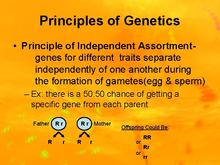 Principles of Genetics • Principle of Independent Assortmentgenes for different traits separate independently of