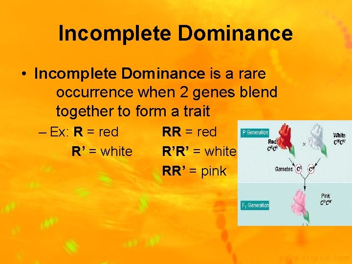 Incomplete Dominance • Incomplete Dominance is a rare occurrence when 2 genes blend together