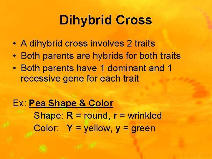 Dihybrid Cross • A dihybrid cross involves 2 traits • Both parents are hybrids