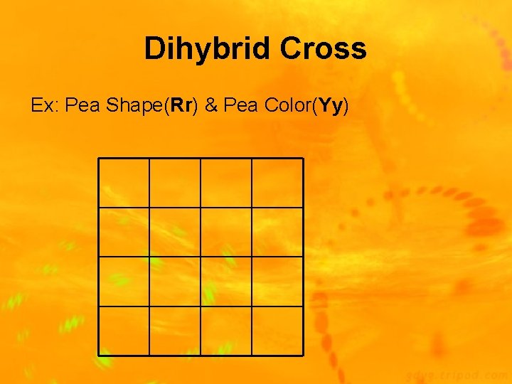 Dihybrid Cross Ex: Pea Shape(Rr) & Pea Color(Yy) 