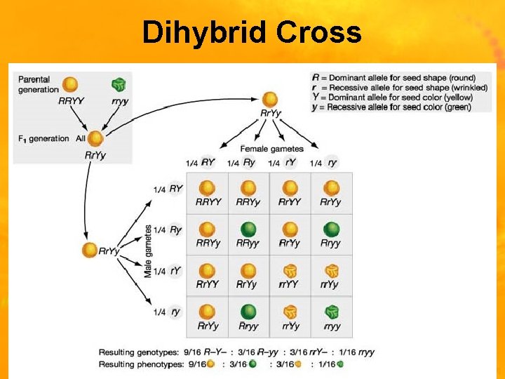 Dihybrid Cross 