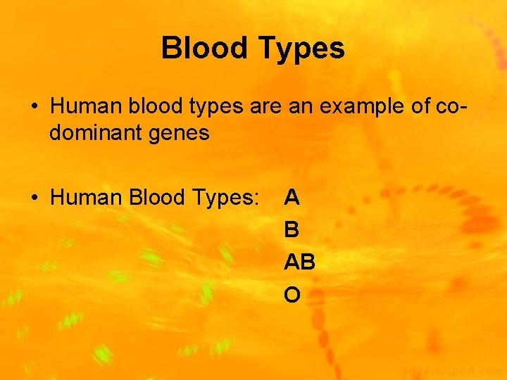 Blood Types • Human blood types are an example of codominant genes • Human