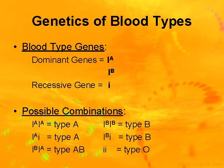 Genetics of Blood Types • Blood Type Genes: Dominant Genes = IA IB Recessive