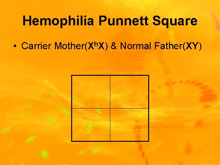 Hemophilia Punnett Square • Carrier Mother(Xh. X) & Normal Father(XY) 