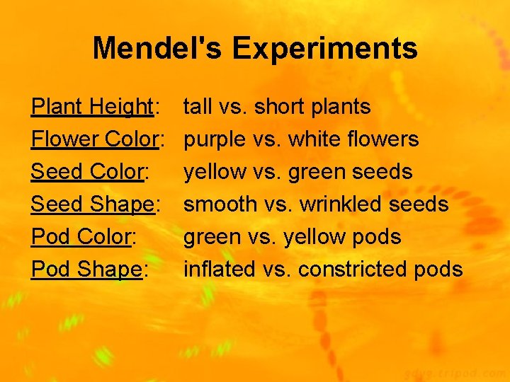 Mendel's Experiments Plant Height: Flower Color: Seed Shape: Pod Color: Pod Shape: tall vs.