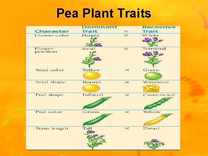 Pea Plant Traits 