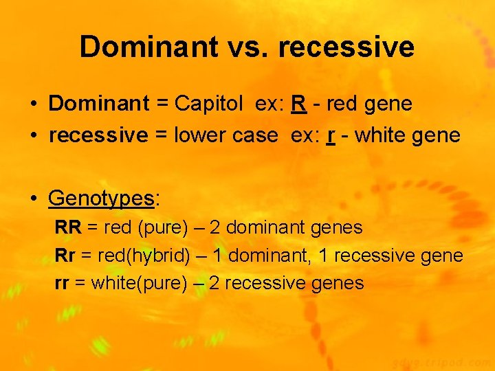 Dominant vs. recessive • Dominant = Capitol ex: R - red gene • recessive