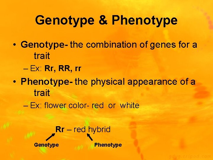 Genotype & Phenotype • Genotype- the combination of genes for a trait – Ex: