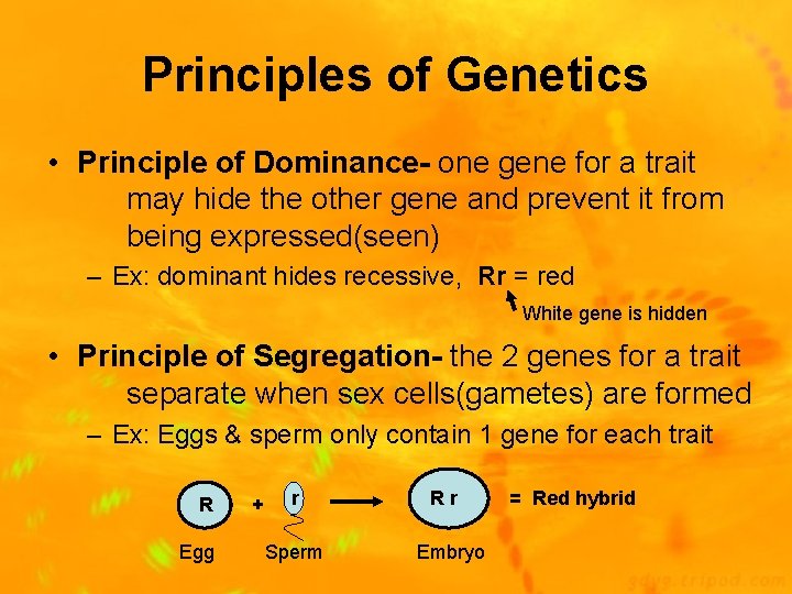 Principles of Genetics • Principle of Dominance- one gene for a trait may hide