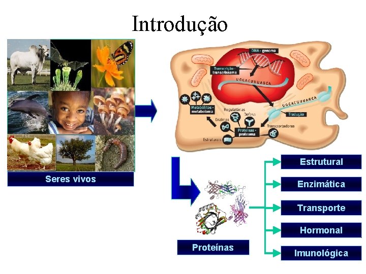 Introdução Estrutural Seres vivos Enzimática Transporte Hormonal Proteínas Imunológica 