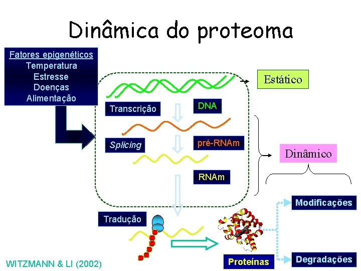 Dinâmica do proteoma Fatores epigenéticos Temperatura Estresse Doenças Alimentação Estático Transcrição DNA Splicing pré-RNAm