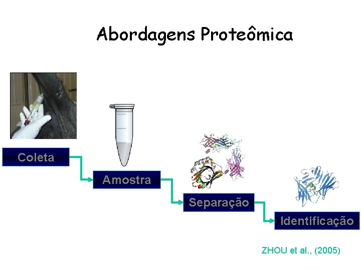 Abordagens Proteômica Coleta Amostra Separação Identificação ZHOU et al. , (2005) 