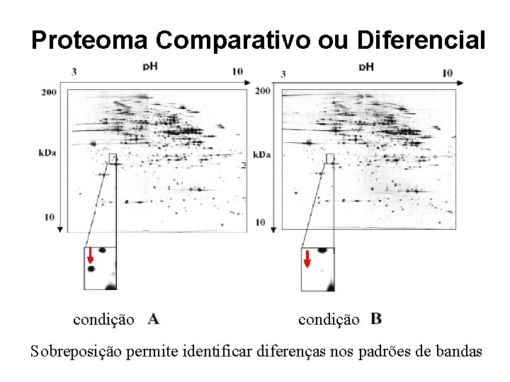 Proteoma Comparativo ou Diferencial condição Sobreposição permite identificar diferenças nos padrões de bandas 