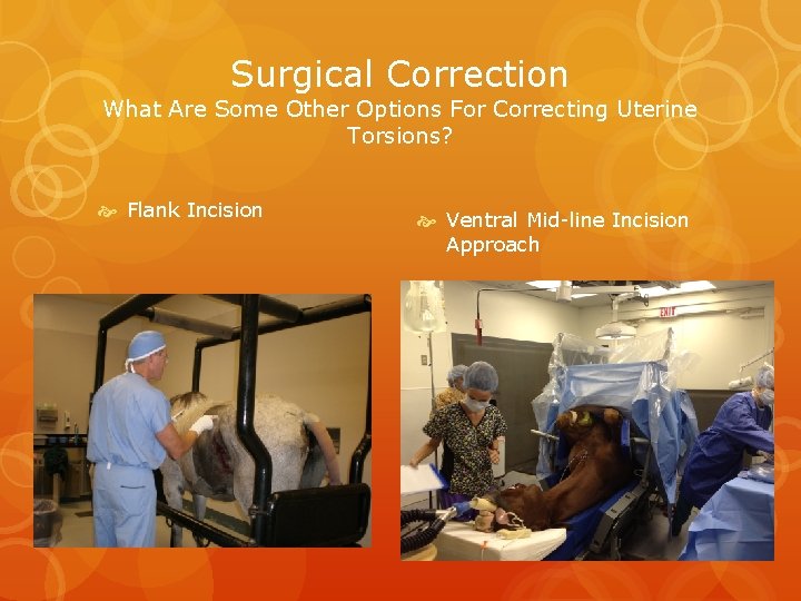 Surgical Correction What Are Some Other Options For Correcting Uterine Torsions? Flank Incision Ventral