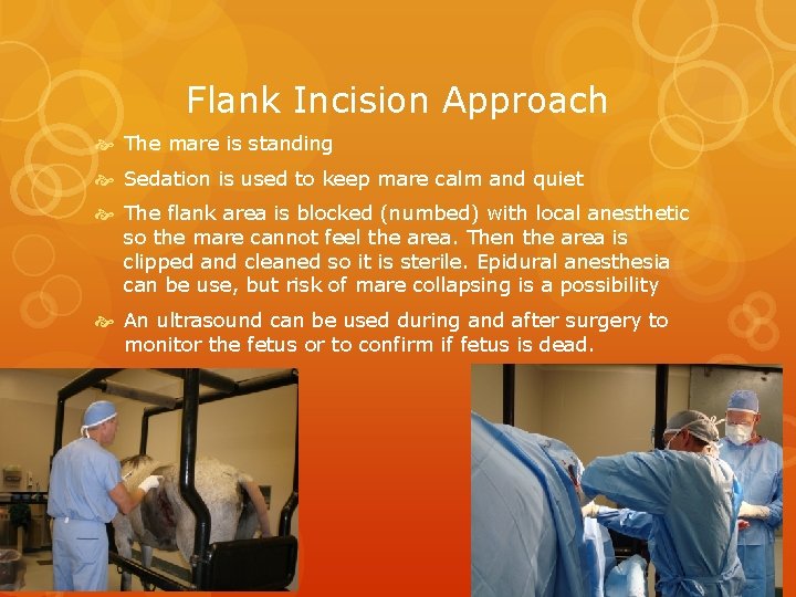 Flank Incision Approach The mare is standing Sedation is used to keep mare calm