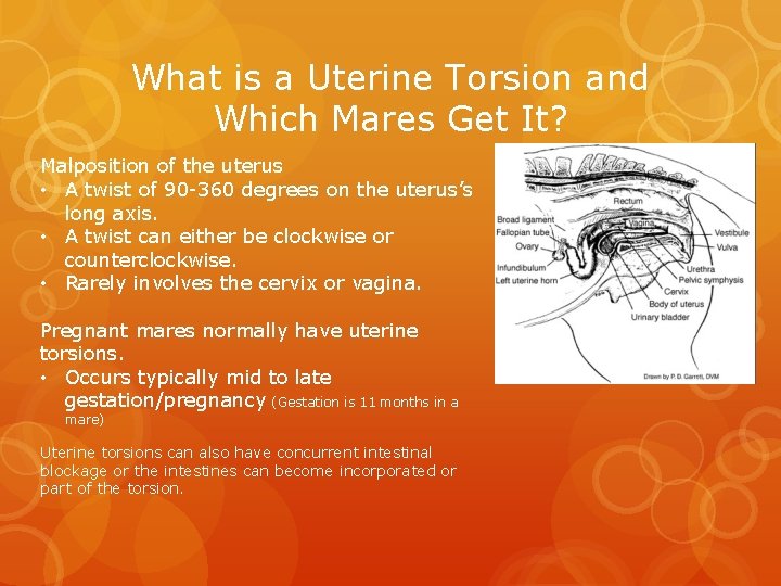 What is a Uterine Torsion and Which Mares Get It? Malposition of the uterus