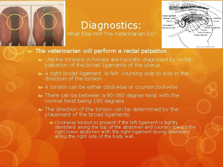 Diagnostics: What Else Will The Veterinarian Do? The veterinarian will perform a rectal palpation