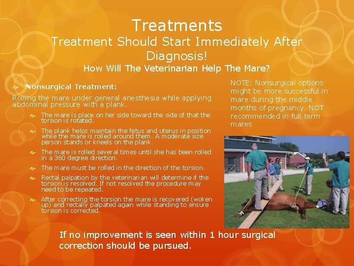 Treatments Treatment Should Start Immediately After Diagnosis! How Will The Veterinarian Help The Mare?