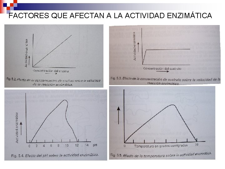 FACTORES QUE AFECTAN A LA ACTIVIDAD ENZIMÁTICA 