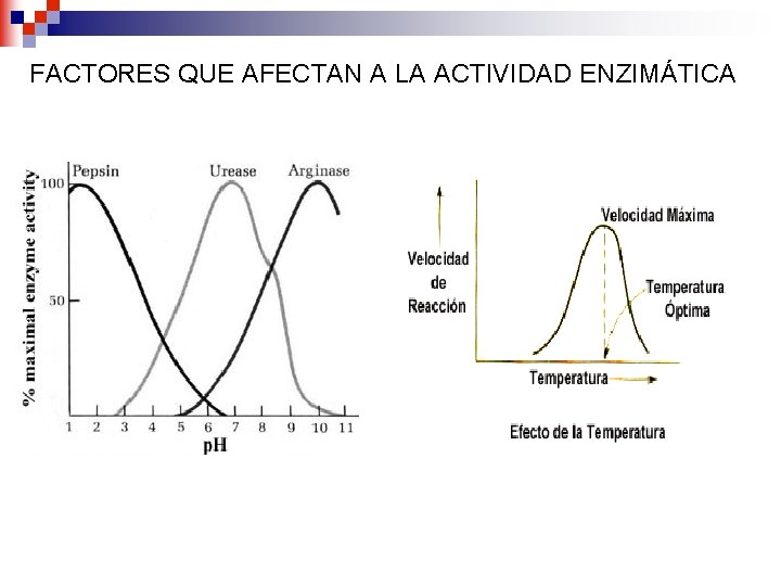 FACTORES QUE AFECTAN A LA ACTIVIDAD ENZIMÁTICA 