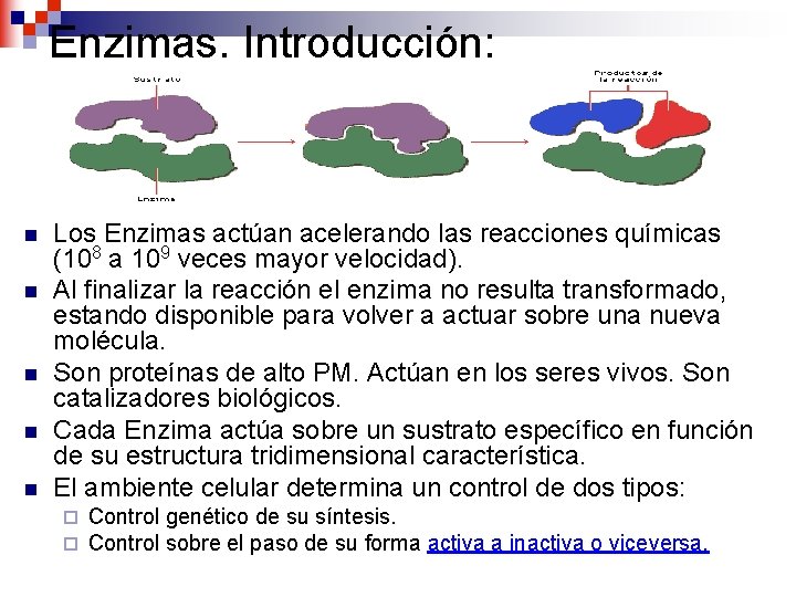 Enzimas. Introducción: n n n Los Enzimas actúan acelerando las reacciones químicas (108 a