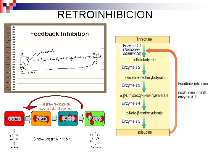 RETROINHIBICION 