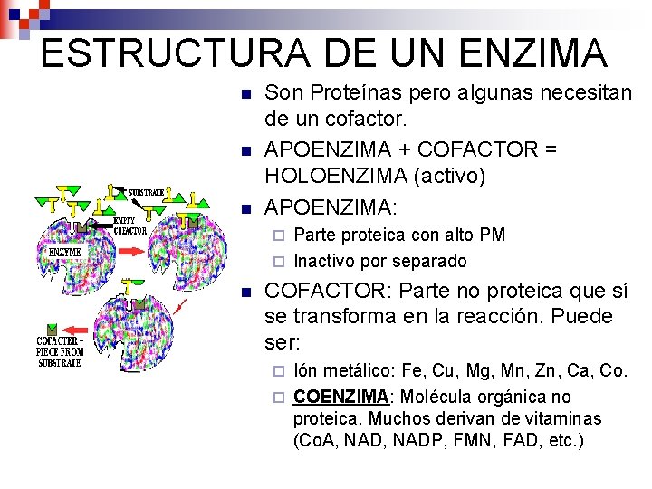 ESTRUCTURA DE UN ENZIMA n n n Son Proteínas pero algunas necesitan de un