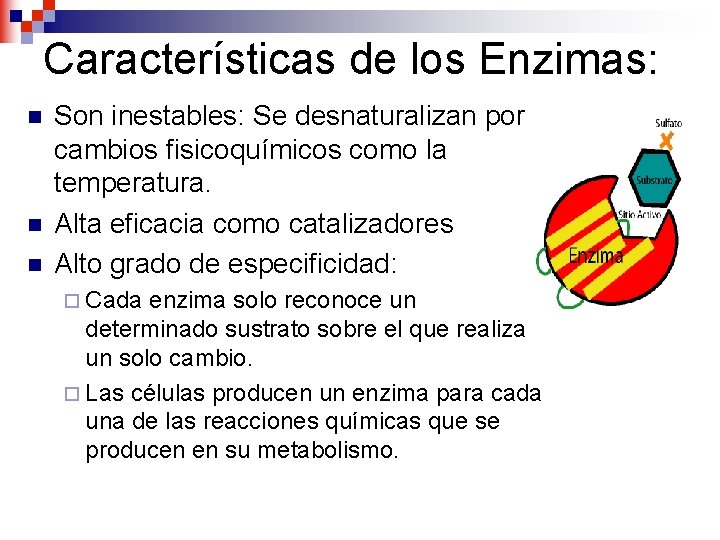 Características de los Enzimas: n n n Son inestables: Se desnaturalizan por cambios fisicoquímicos