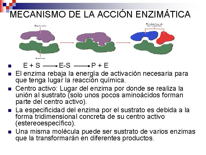MECANISMO DE LA ACCIÓN ENZIMÁTICA n n n E+S E-S P+E El enzima rebaja