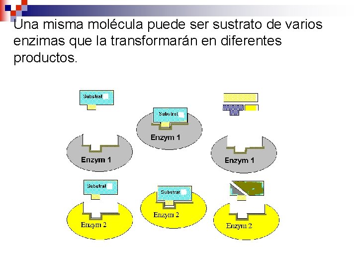 Una misma molécula puede ser sustrato de varios enzimas que la transformarán en diferentes