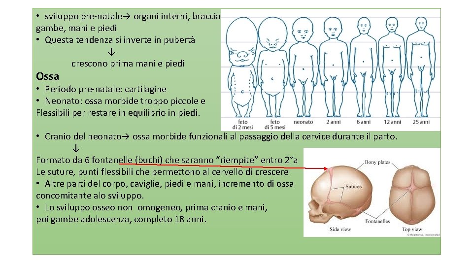  • sviluppo pre-natale→ organi interni, braccia, gambe, mani e piedi • Questa tendenza