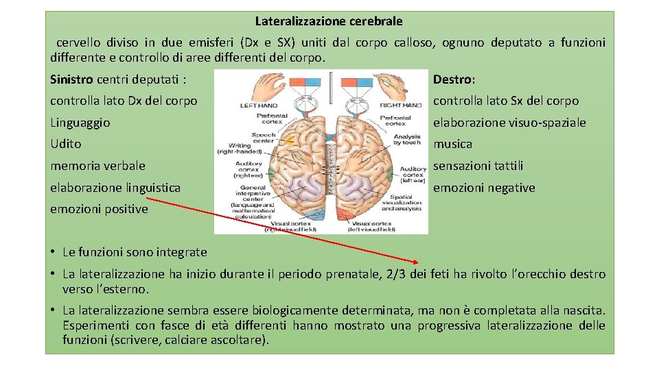 Lateralizzazione cerebrale cervello diviso in due emisferi (Dx e SX) uniti dal corpo calloso,