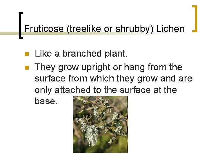 Fruticose (treelike or shrubby) Lichen n n Like a branched plant. They grow upright