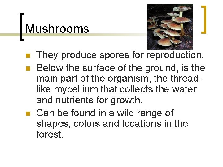 Mushrooms n n n They produce spores for reproduction. Below the surface of the