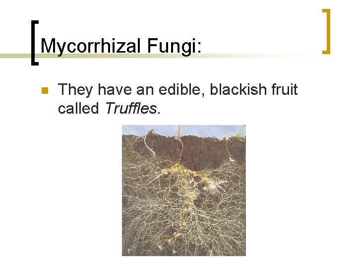 Mycorrhizal Fungi: n They have an edible, blackish fruit called Truffles. 