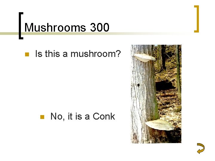 Mushrooms 300 n Is this a mushroom? n No, it is a Conk 