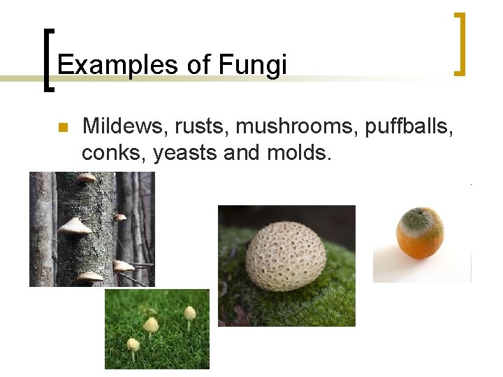 Examples of Fungi n Mildews, rusts, mushrooms, puffballs, conks, yeasts and molds. 