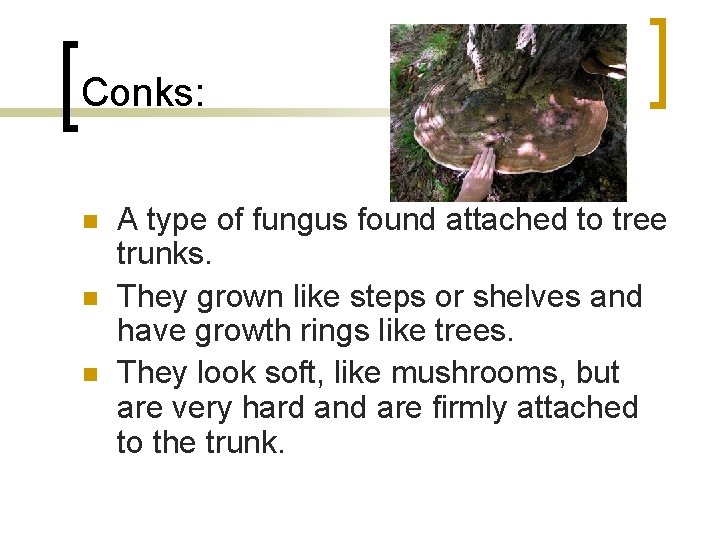 Conks: n n n A type of fungus found attached to tree trunks. They