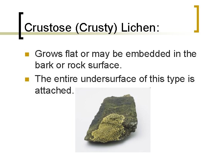 Crustose (Crusty) Lichen: n n Grows flat or may be embedded in the bark