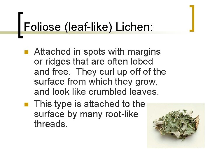 Foliose (leaf-like) Lichen: n n Attached in spots with margins or ridges that are