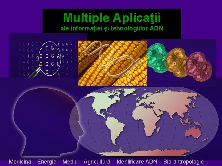 Multiple Aplicaţii ale informaţiei şi tehnologiilor ADN Medicină Energie Mediu Agricultură Identificare ADN Bio-antropologie