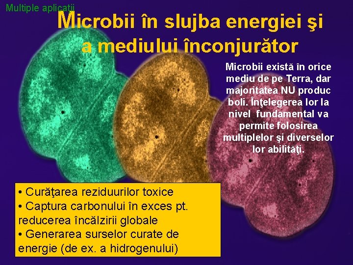 Multiple aplicaţii Microbii în slujba energiei şi a mediului înconjurător Microbii există în orice