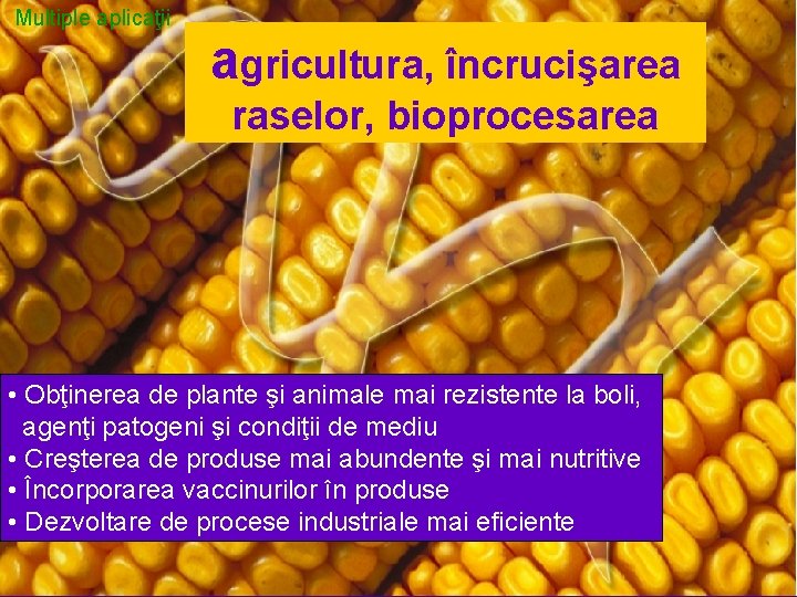 Multiple aplicaţii agricultura, încrucişarea raselor, bioprocesarea • Obţinerea de plante şi animale mai rezistente