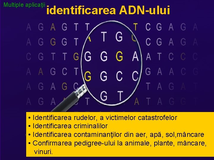 Multiple aplicaţii identificarea ADN-ului • Identificarea rudelor, a victimelor catastrofelor • Identificarea criminalilor •