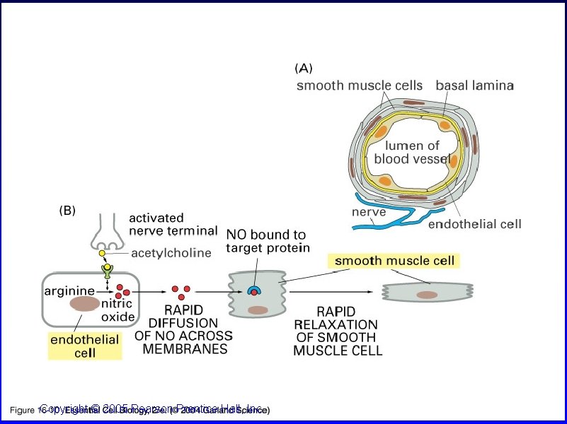 16_10_Nitric_oxide. jpg Copyright © 2005 Pearson Prentice Hall, Inc. 