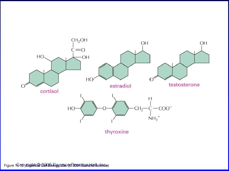 16_11_phobic_hormone. jpg Copyright © 2005 Pearson Prentice Hall, Inc. 