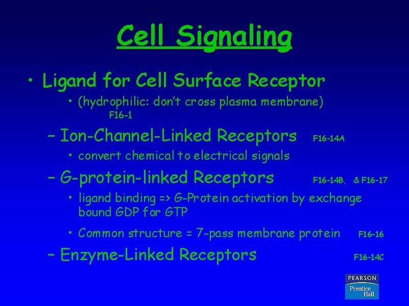 Cell Signaling • Ligand for Cell Surface Receptor • (hydrophilic: don’t cross plasma membrane)
