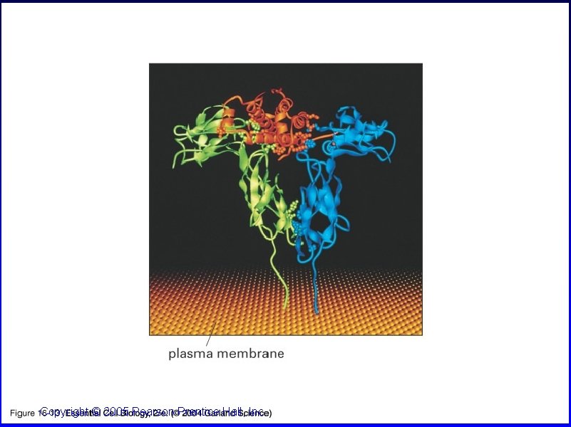 16_13_receptor_protein. jpg Copyright © 2005 Pearson Prentice Hall, Inc. 